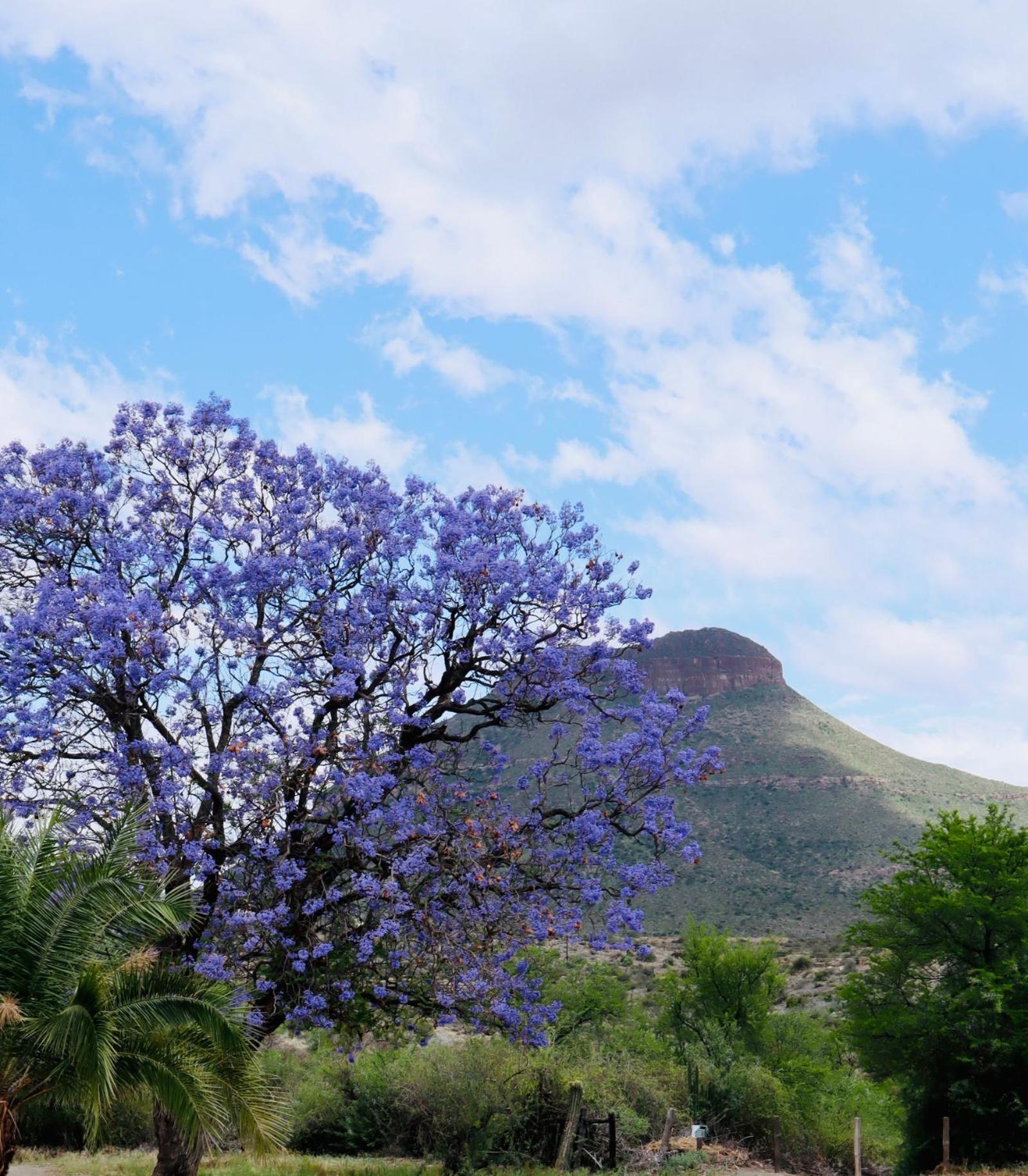 River Bend Cottages Graaff-Reinet Exteriör bild